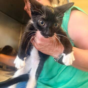 Winter -  Domestic Short Hair Cat for Adoption in Corinth, Mississippi - Winter | PetCurious
