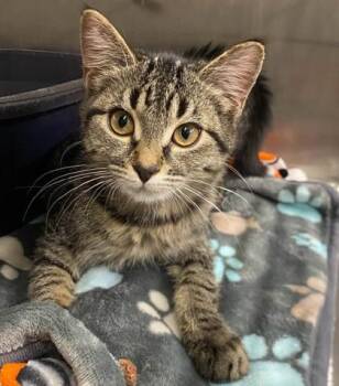 Slushee -  Domestic Short Hair Cat for Adoption in Hobart, Indiana - Slushee | PetCurious