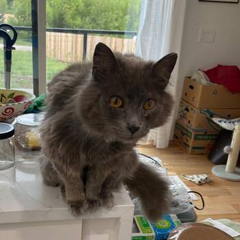 Wild Room -  Domestic Long Hair Cat for Adoption in Driggs, Idaho - Wild Room | PetCurious