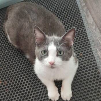 Mamacita Mindy -  Domestic Short Hair Cat for Adoption in Keizer, Oregon - Mamacita Mindy | PetCurious