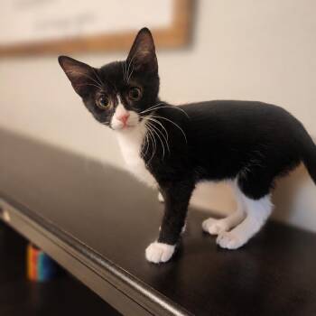 Ron -  Domestic Short Hair Cat for Adoption in Madison, Wisconsin - Ron | PetCurious