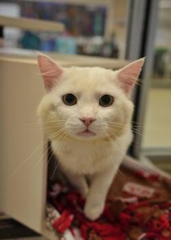 Domestic Medium Hair Cats Available for Adoption in Aiken, South Carolina - Casserole 63295 | PetCurious