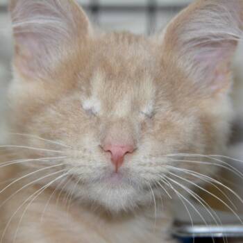 Zephyr -  Domestic Short Hair Cat for Adoption in Los Angeles, California - Zephyr | PetCurious