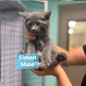 Simon in Chestertown, MD -  Domestic Short Hair Cat Available for Adoption - Simon In Chestertown, MD | PetCurious