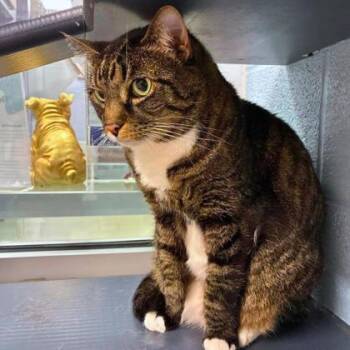 Audrey -  Domestic Short Hair Cat for Adoption in Gastonia, North Carolina - Audrey | PetCurious