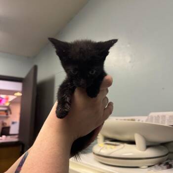 Portabello -  Domestic Short Hair Cat for Adoption in Columbia, Missouri - Portabello | PetCurious