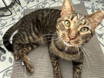 Rescue Domestic Short Hair Cats for Adoption in Sykesville, Maryland - Cheyenne | PetCurious