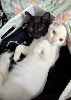 Rescue Domestic Short Hair Cats for Adoption in Fort Walton Beach, Florida - Shimeji | PetCurious