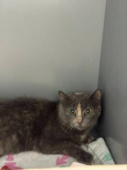 Domestic Short Hair Cats Available for Adoption in Leesburg, Virginia - WILDDINA | PetCurious