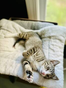 Clove -  Domestic Short Hair Cat Available for Adoption in Belchertown, Massachusetts - Clove | PetCurious