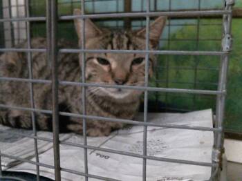 Domestic Short Hair Cats Available for Adoption in Houston, Texas - CARLSON | PetCurious