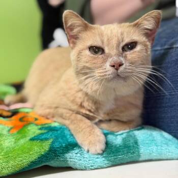 Domestic Short Hair Cats Available for Adoption - Grandma Longneck | PetCurious