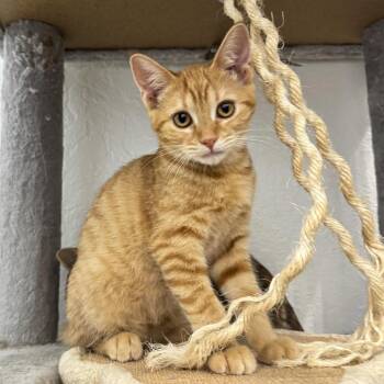 Josie -  American Shorthair Cat for Adoption in Vallejo, California - Josie | PetCurious