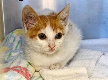 USHER -  Domestic Short Hair Cat for Adoption in Santa Rosa, California - USHER | PetCurious
