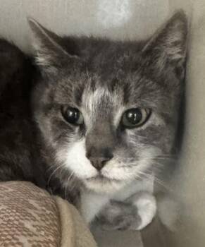 Portia -  Domestic Short Hair Cat for Adoption in Erin, Ontario - Portia | PetCurious