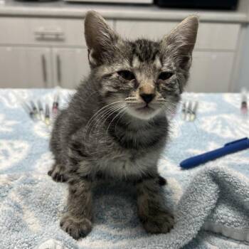Beyonce -  Domestic Short Hair Cat for Adoption in Riverside, California - Beyonce | PetCurious
