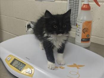 MERCEDES -  Domestic Medium Hair Cat for Adoption in Santa Fe, New Mexico - MERCEDES | PetCurious