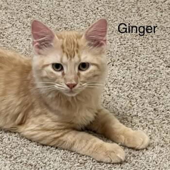 Ginger -  Domestic Long Hair Cat for Adoption in Liverpool, Texas - Ginger | PetCurious