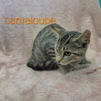 Cantaloupe -  Domestic Short Hair Cat for Adoption in Parkersburg, West Virginia - Cantaloupe | PetCurious