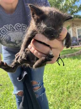 KITTEN 1 -  Domestic Short Hair Cat for Adoption in Dallas, Texas - KITTEN 1 | PetCurious