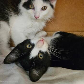 Casey -  Domestic Short Hair Cat for Adoption in Charlottesville, Virginia - Casey | PetCurious