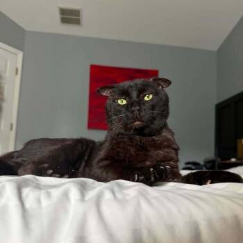 Sir Flap Jack of Chatterton -  Domestic Short Hair Cat for Adoption in Cary, North Carolina - Sir Flap Jack Of Chatterton | PetCurious