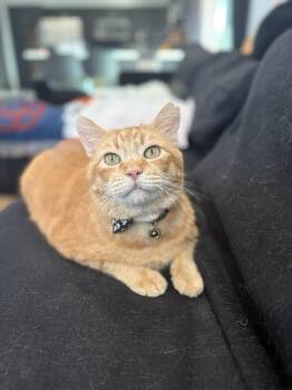 Tabby Cats Available for Adoption - Cornelius  Cuddles  | PetCurious