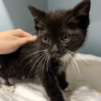Domestic Short Hair Cats Available for Adoption in Chattanooga, Tennessee - Marzipan | PetCurious