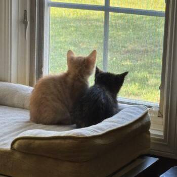 Mike -  Domestic Short Hair Cat for Adoption in Kenosha, Wisconsin - Mike | PetCurious