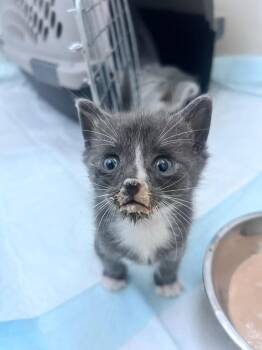 Joe -  Domestic Short Hair Cat for Adoption in Orlando, Florida - Joe | PetCurious
