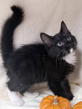 Cocoa -  Domestic Medium Hair Cat for Adoption in Lake Monroe, Florida - Cocoa | PetCurious