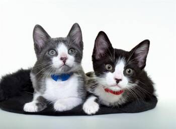 TEQUILA -  Domestic Short Hair Cat for Adoption in Fort Lauderdale, Florida - TEQUILA | PetCurious