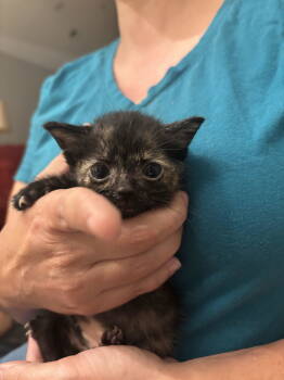 Rescue Domestic Short Hair Cats for Adoption in Camden, South Carolina - Ember (Available For Pre-adoption) | PetCurious