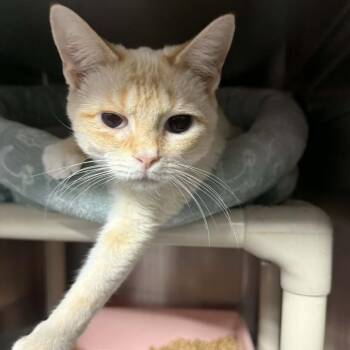 Domestic Short Hair Cats Available for Adoption in Hamilton, Georgia - Vanilla | PetCurious