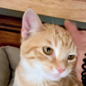 Reese in Glen Allen, VA -  Domestic Short Hair Cat for Adoption - Reese In Glen Allen, VA | PetCurious