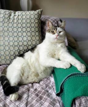 Claude and Jordan: Courtesy Post -  Domestic Short Hair Cat Available for Adoption in New York, New York - Claude And Jordan: Courtesy Post | PetCurious