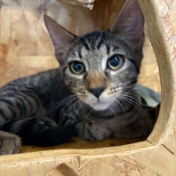 John - Chino Hills Location -  Domestic Short Hair Cat for Adoption in Chino Hills, California - John - Chino Hills Location | PetCurious