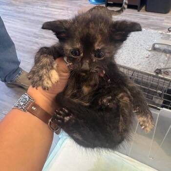 Peggy -  Domestic Short Hair Cat for Adoption in Lake Jackson, Texas - Peggy | PetCurious