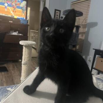 Branch -  Domestic Short Hair Cat Available for Adoption in Jupiter, Florida - Branch | PetCurious