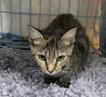 Sally -  Domestic Short Hair Cat for Adoption in Largo, Florida - Sally | PetCurious