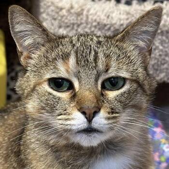 Marnie -  Domestic Short Hair Cat for Adoption in Crystal Lake, Illinois - Marnie | PetCurious
