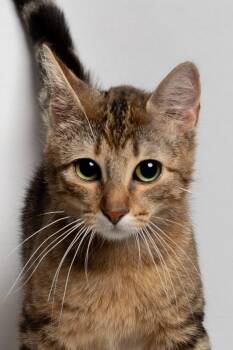 Domestic Short Hair Cats Available for Adoption in Farmington, Minnesota - Atari | PetCurious