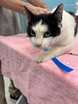 Miso -  Domestic Short Hair Cat for Adoption in Frankfort, Kentucky - Miso | PetCurious