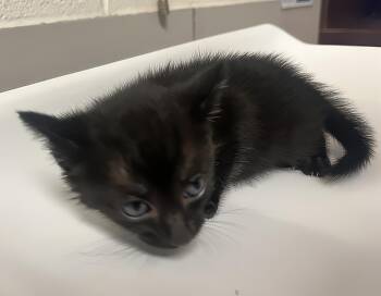 Lyla The Loud -  Domestic Short Hair Cat for Adoption in Nashville, Tennessee - Lyla The Loud | PetCurious