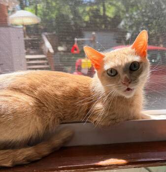 Pumpkin -  Domestic Short Hair Cat for Adoption in Sanford, North Carolina - Pumpkin | PetCurious