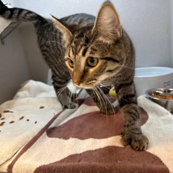 Boots -  Domestic Short Hair Cat for Adoption in Pittsburgh, Pennsylvania - Boots | PetCurious