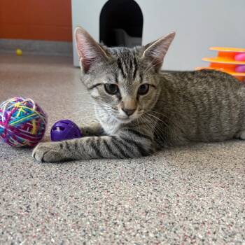 Steve Rogers -  Domestic Short Hair Cat for Adoption in Sarasota, Florida - Steve Rogers | PetCurious