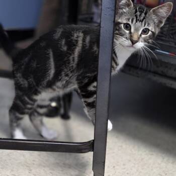 Rescue Domestic Short Hair Cats for Adoption in Brooks, Alberta - Dorothy | PetCurious