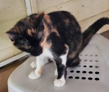 Panda -  Domestic Short Hair Cat for Adoption in Crossville, Tennessee - Panda | PetCurious