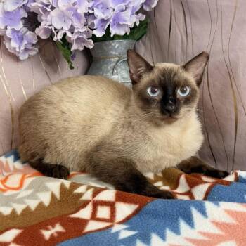 Papa -  Siamese Cat for Adoption in Long Beach, Mississippi - Papa | PetCurious